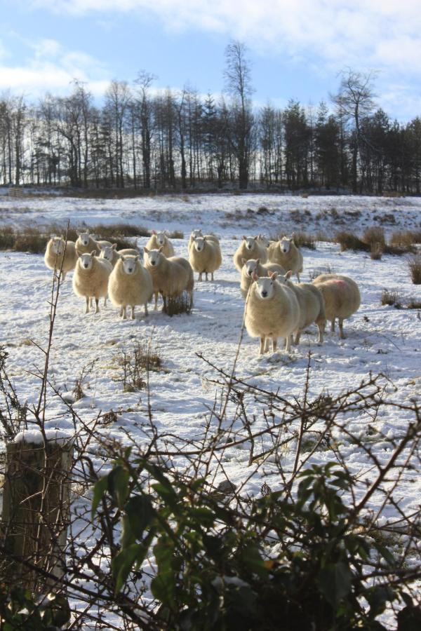 High Keenley Fell Farm Allendale Экстерьер фото
